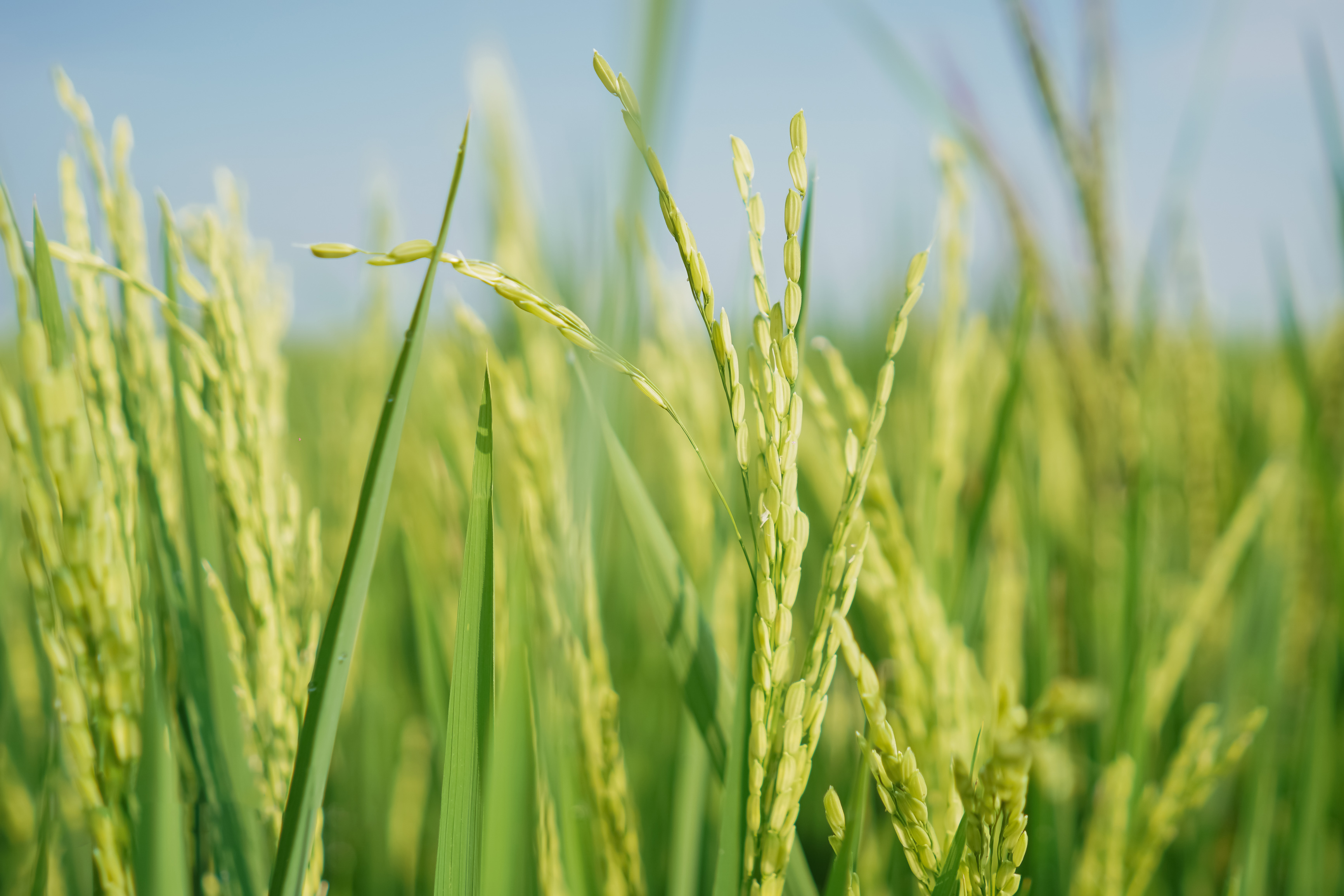 Agriculture Background